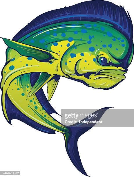 mahi mahi fish picture|1,072 Mahi Mahi Fish Stock Photos & High.